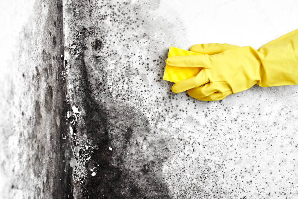 Best Certified Mold Removal  in Oaklyn, NJ