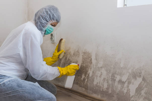 Best Crawl Space Mold Removal  in Oaklyn, NJ