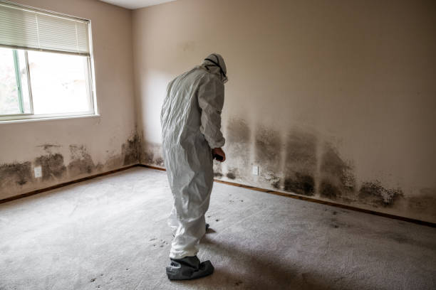 Best Attic Mold Removal  in Oaklyn, NJ