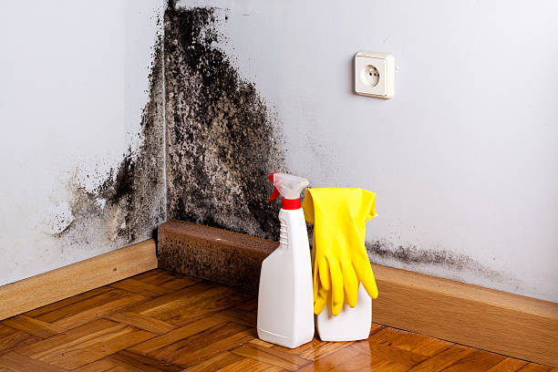 Certified Mold Removal in Oaklyn, NJ