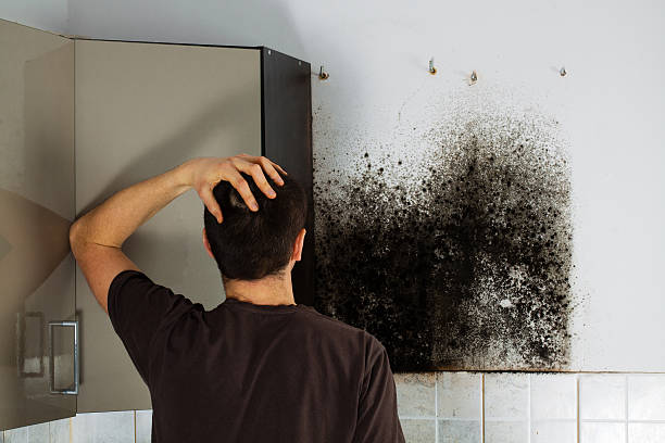 Best Black Mold Removal  in Oaklyn, NJ